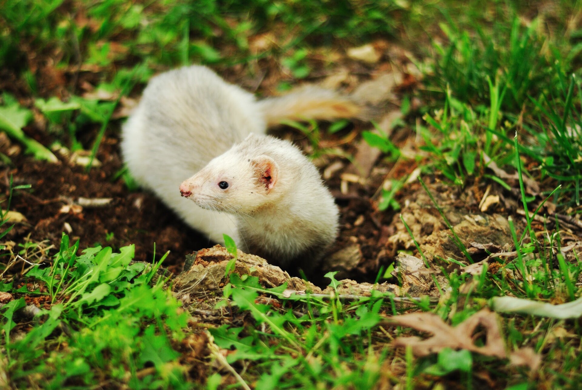 Vaccinatie - Dierenartsencombinatie ZuidOost